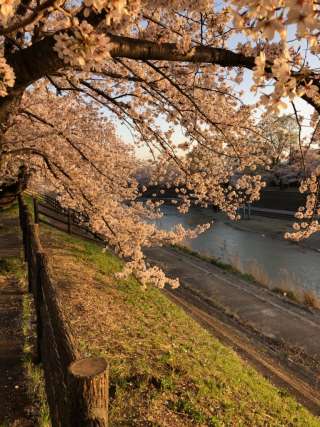 桜