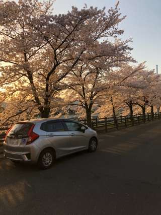 桜