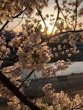 桜